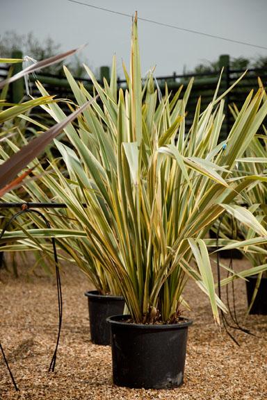 Phormium tenax tricolor